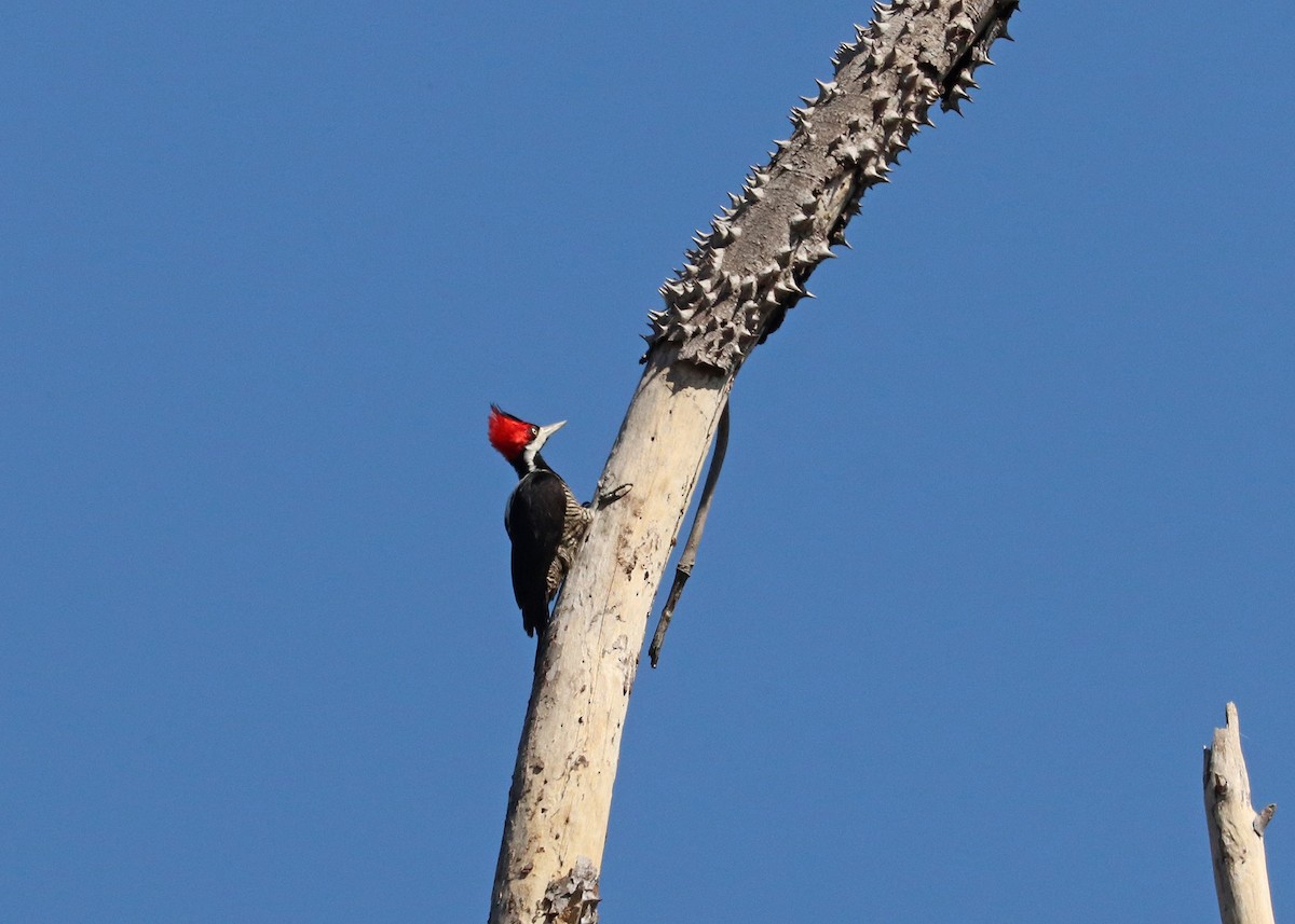 Crimson-crested Woodpecker - ML641528659