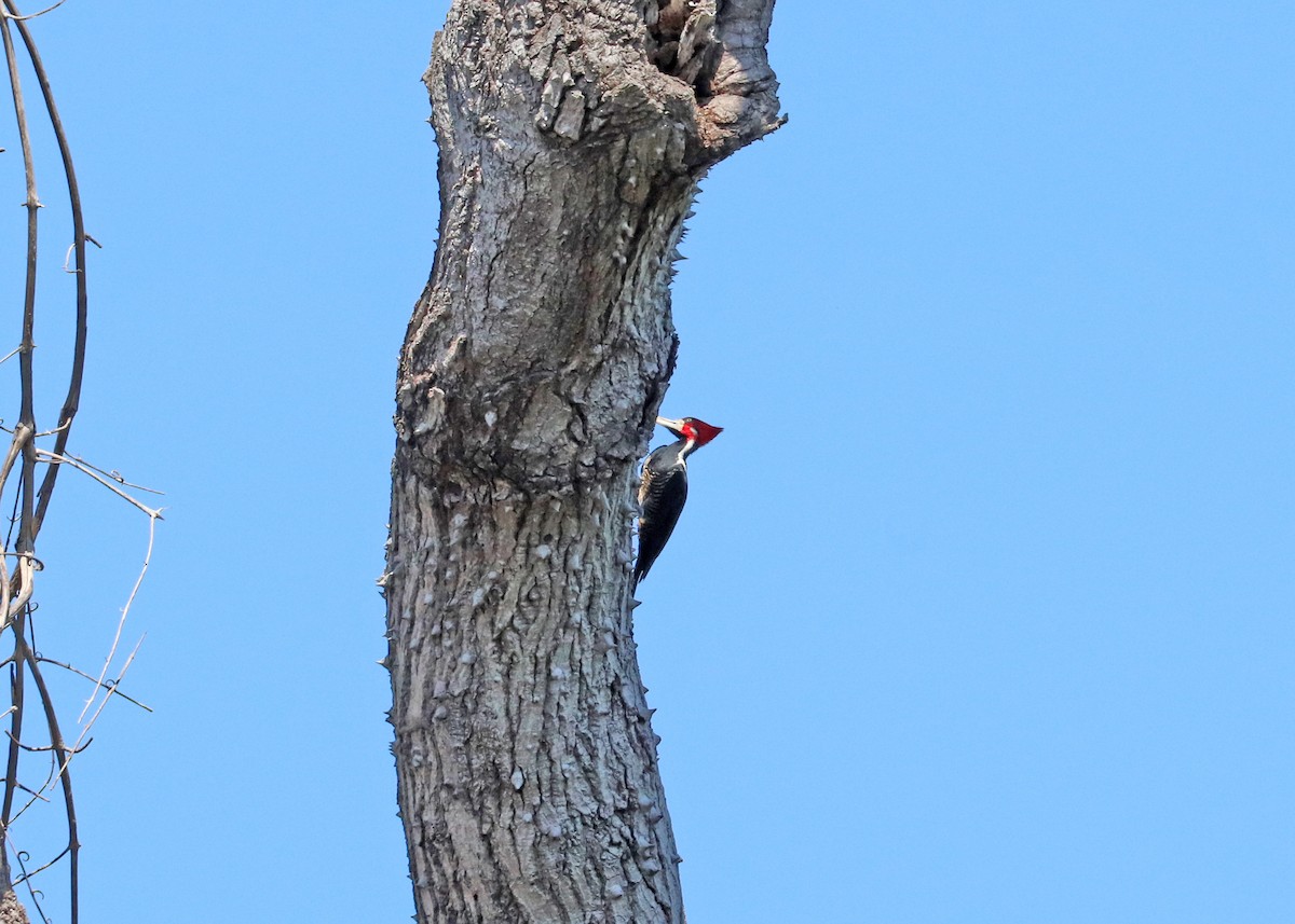 Crimson-crested Woodpecker - ML641528660