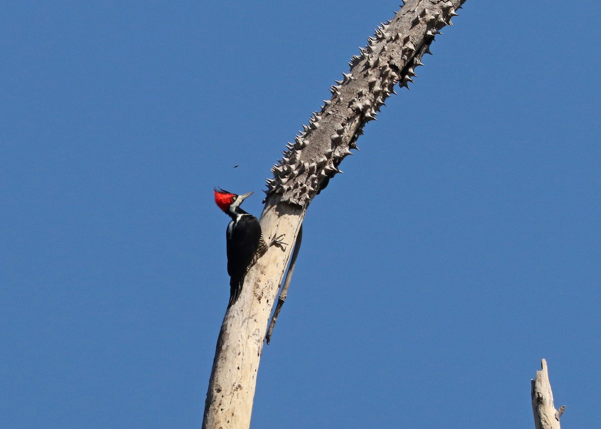 Crimson-crested Woodpecker - ML641528661