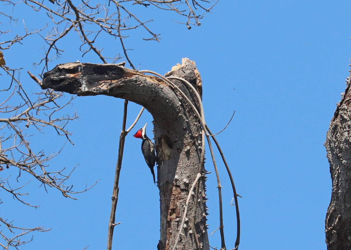 Crimson-crested Woodpecker - ML641528662