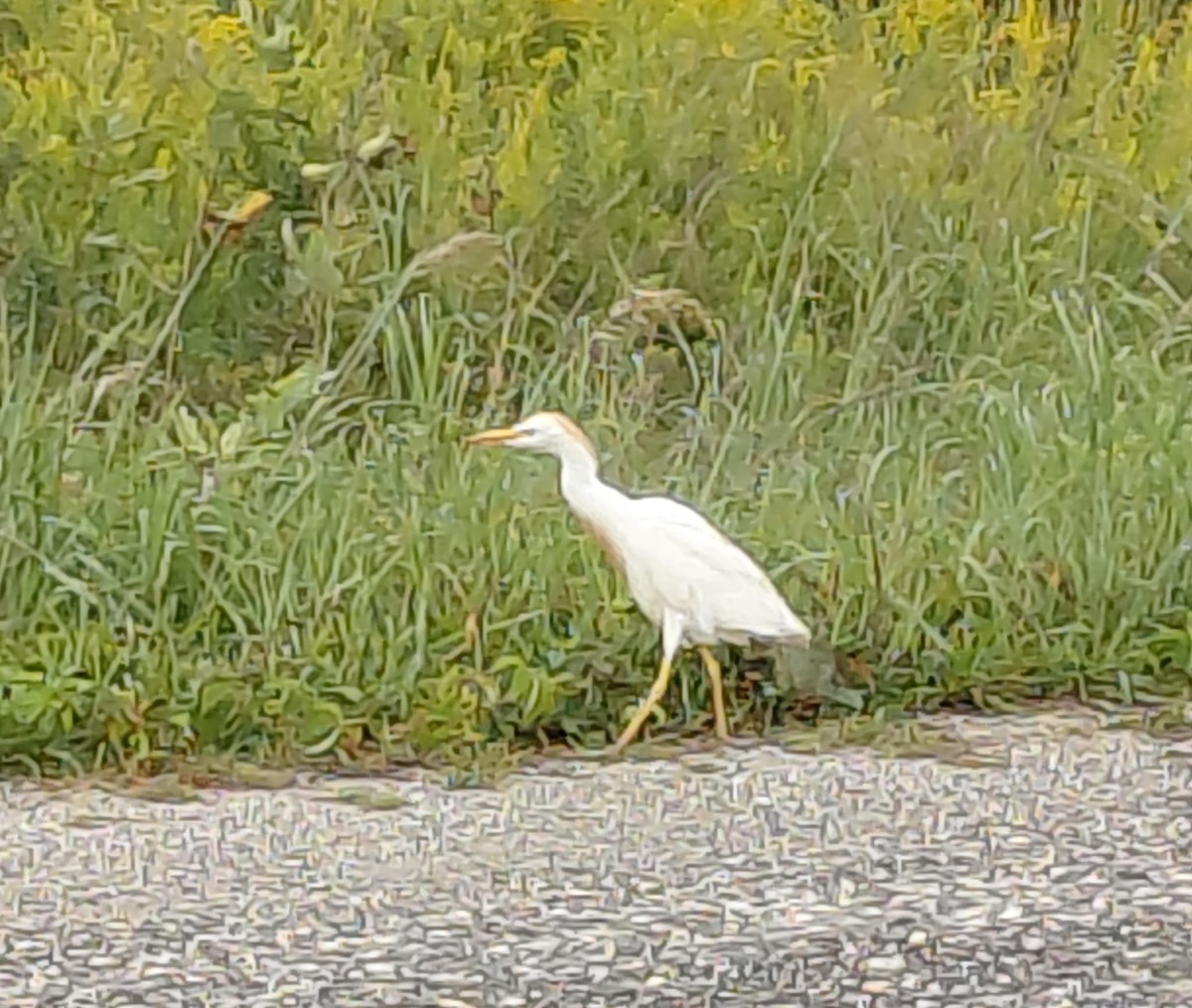 Western Cattle-Egret - ML641528674
