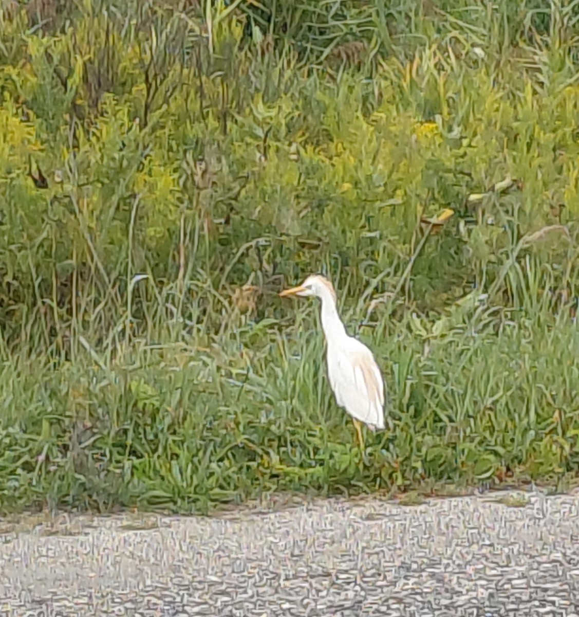Western Cattle-Egret - ML641528678