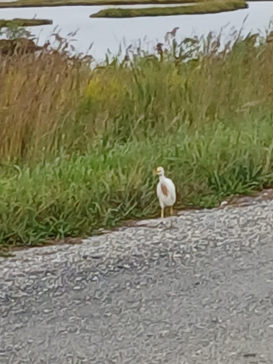 Western Cattle-Egret - ML641528684