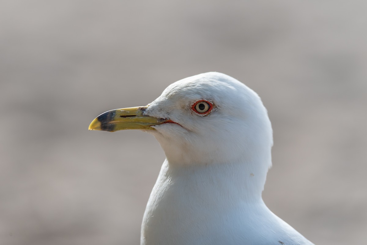 Ring-billed Gull - ML641528685