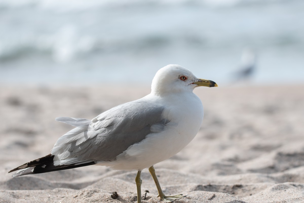 Ring-billed Gull - ML641528686