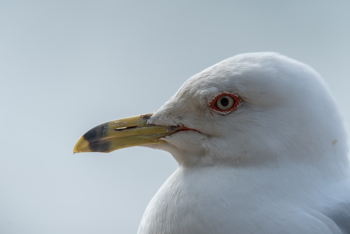 Ring-billed Gull - ML641528687