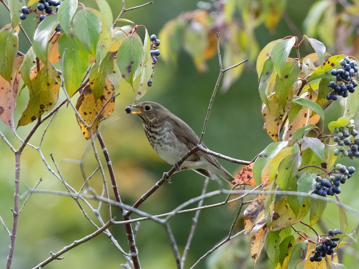 Swainson's Thrush - ML641528691