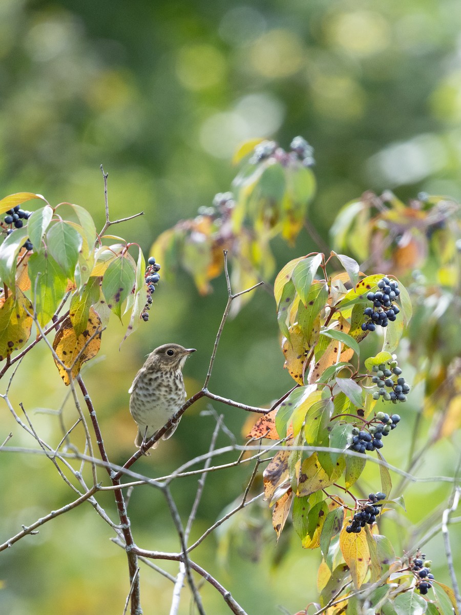 Swainson's Thrush - ML641528693