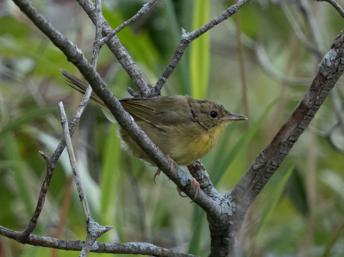 Common Yellowthroat - ML641528700