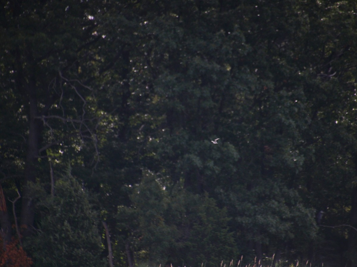 Semipalmated Plover - ML641528737