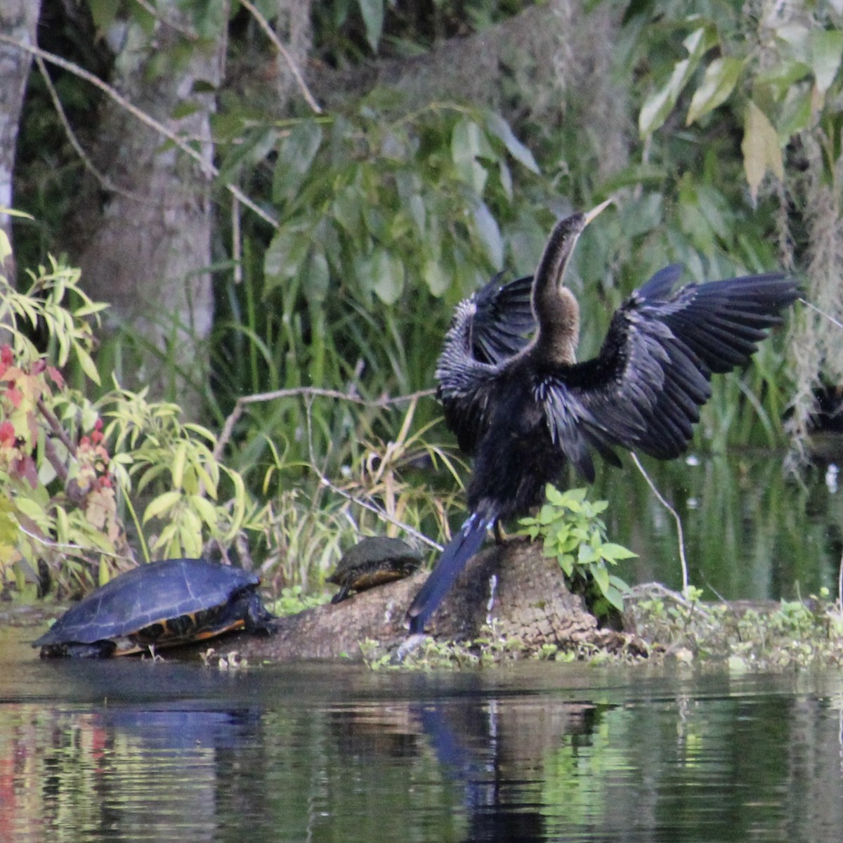 Amerika-Schlangenhalsvogel - ML641528778