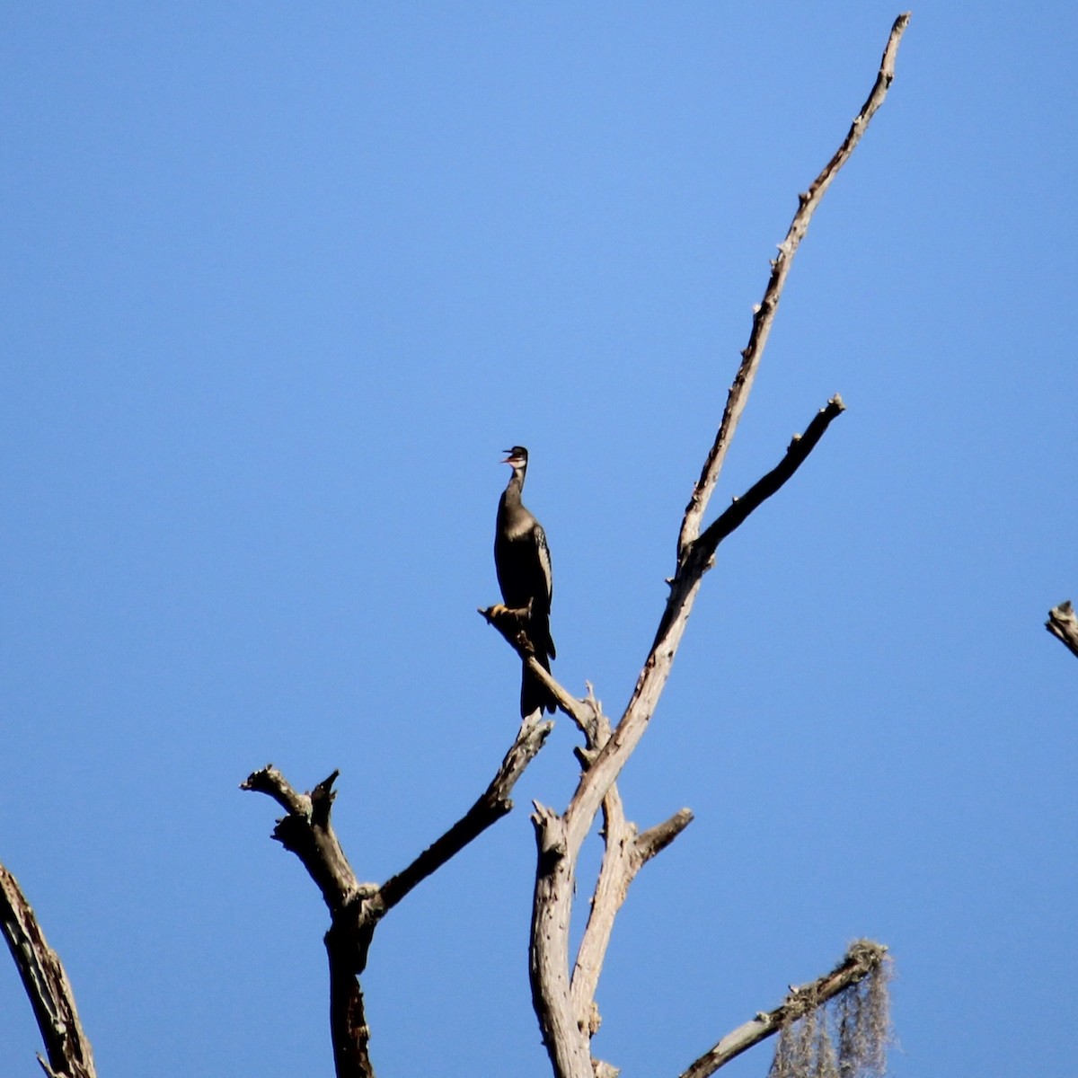 Amerika-Schlangenhalsvogel - ML641528779