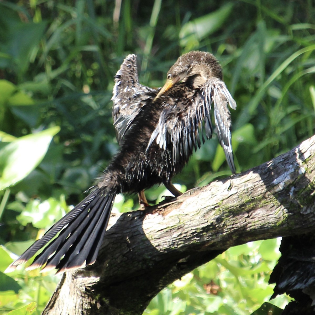 Amerika-Schlangenhalsvogel - ML641528781
