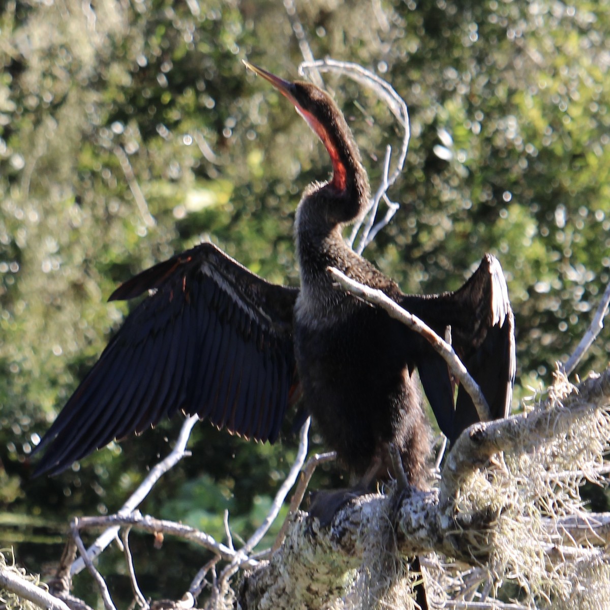 Amerika-Schlangenhalsvogel - ML641528782