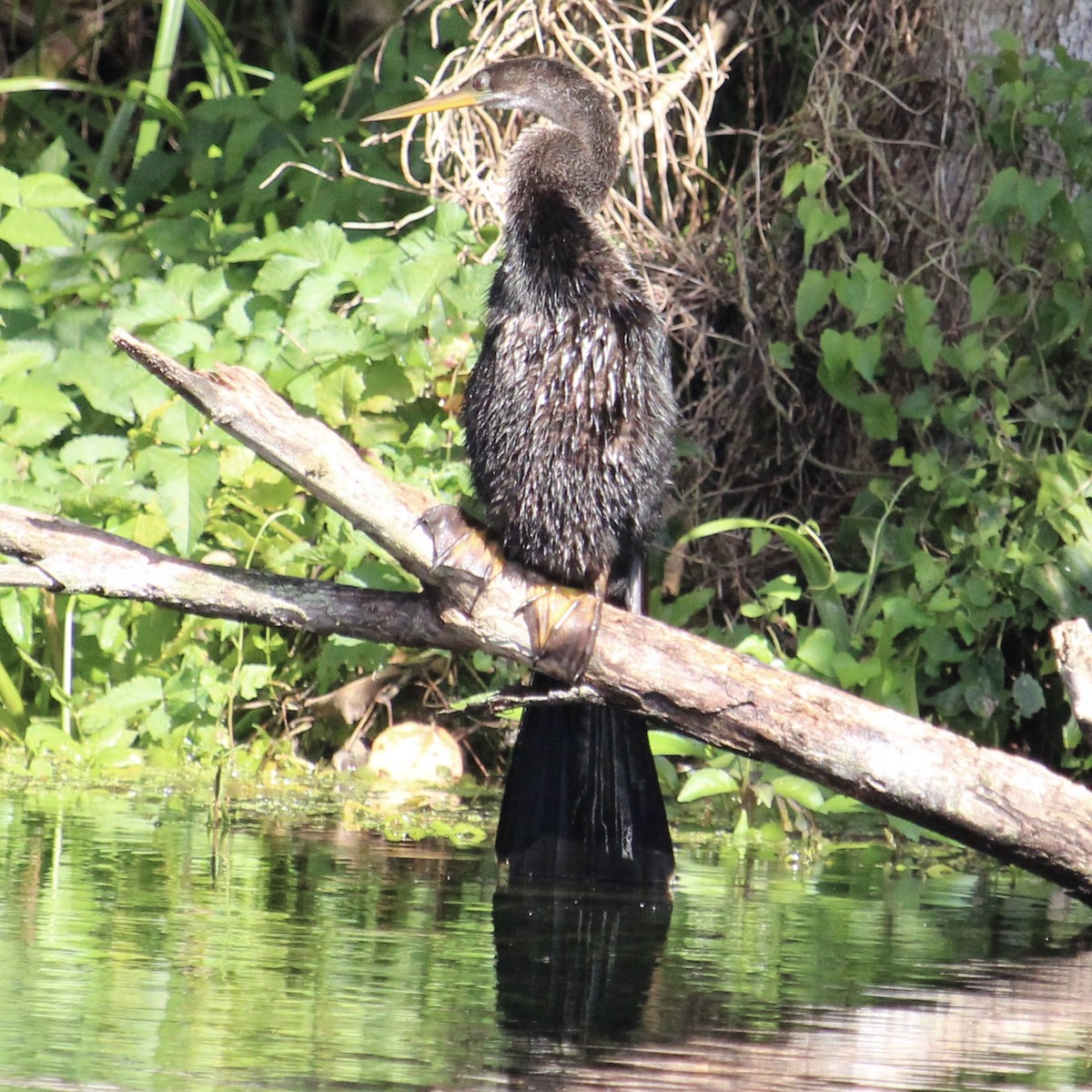 Amerika-Schlangenhalsvogel - ML641528783