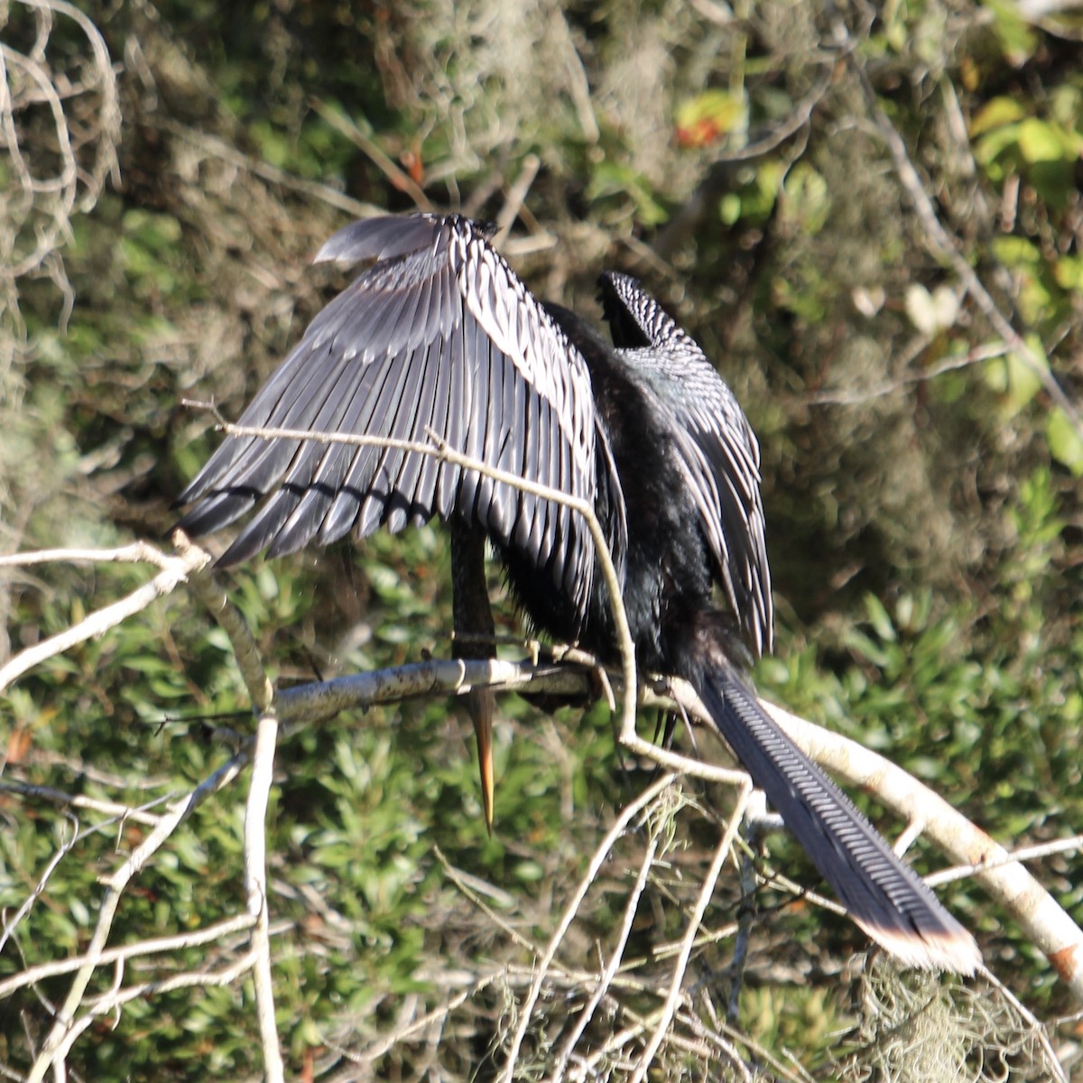 Amerika-Schlangenhalsvogel - ML641528785