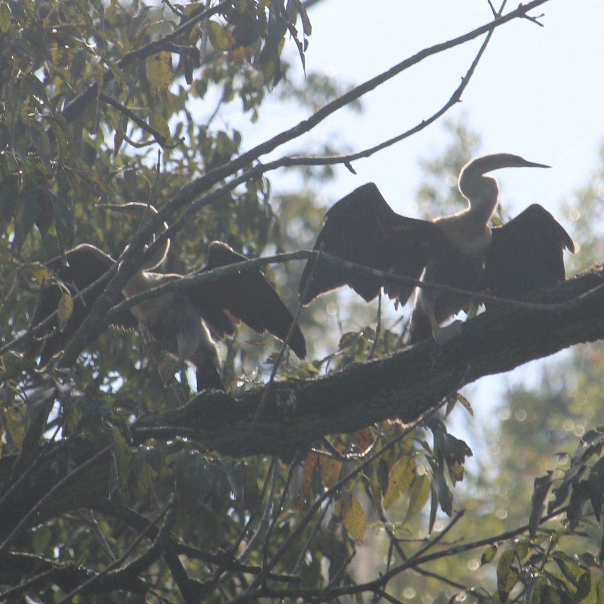 Amerika-Schlangenhalsvogel - ML641528786