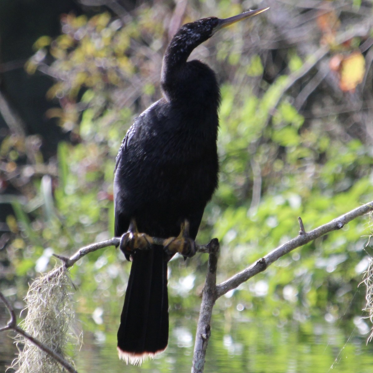 Amerika-Schlangenhalsvogel - ML641528787