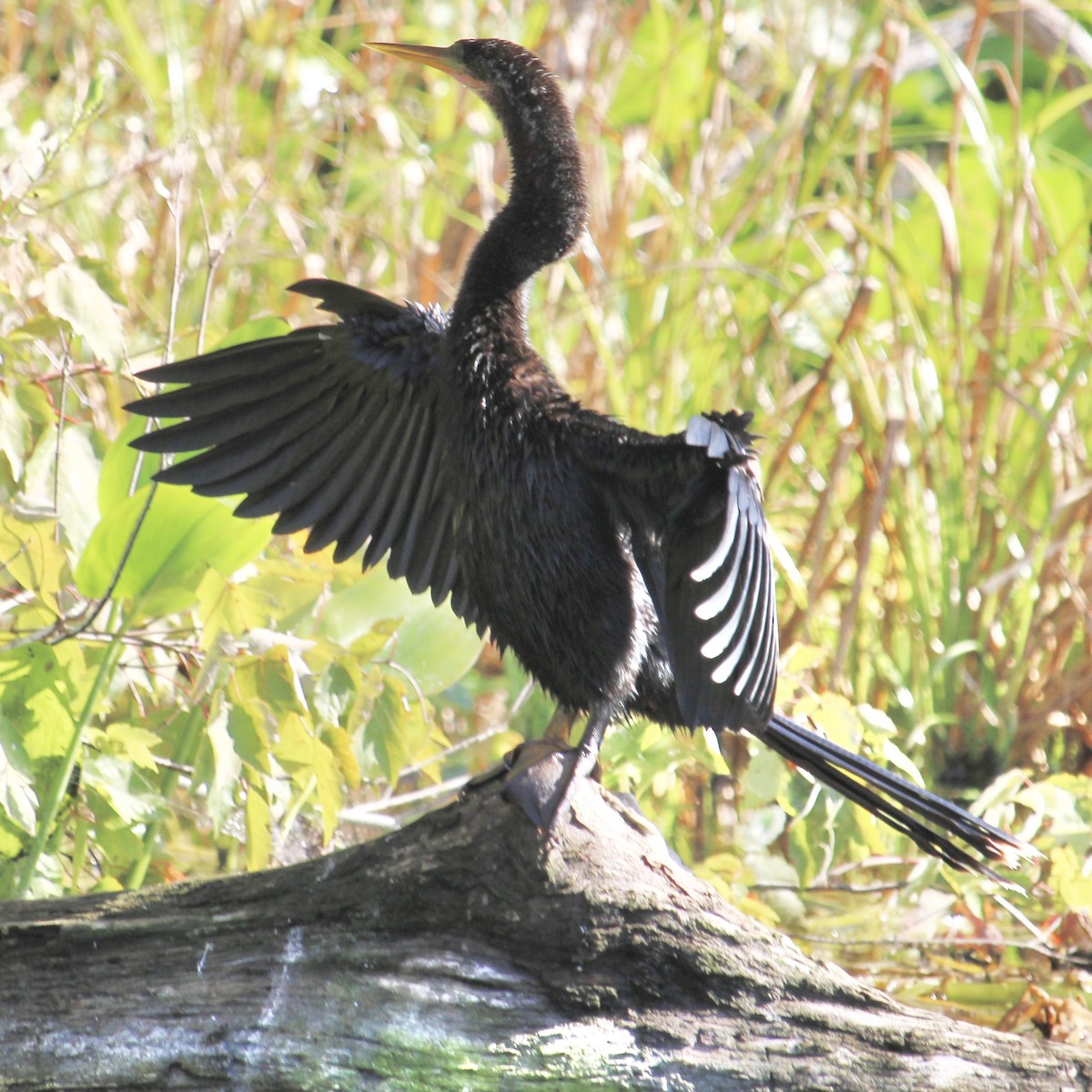 Amerika-Schlangenhalsvogel - ML641528788
