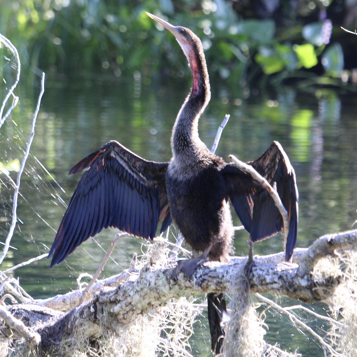 Amerika-Schlangenhalsvogel - ML641528789