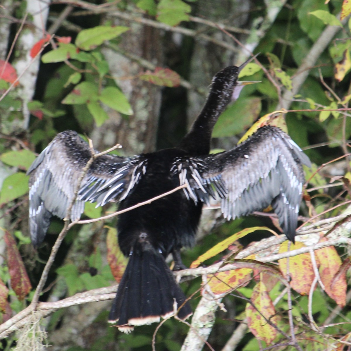 Amerika-Schlangenhalsvogel - ML641528790