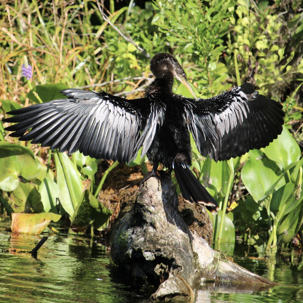 Amerika-Schlangenhalsvogel - ML641528794