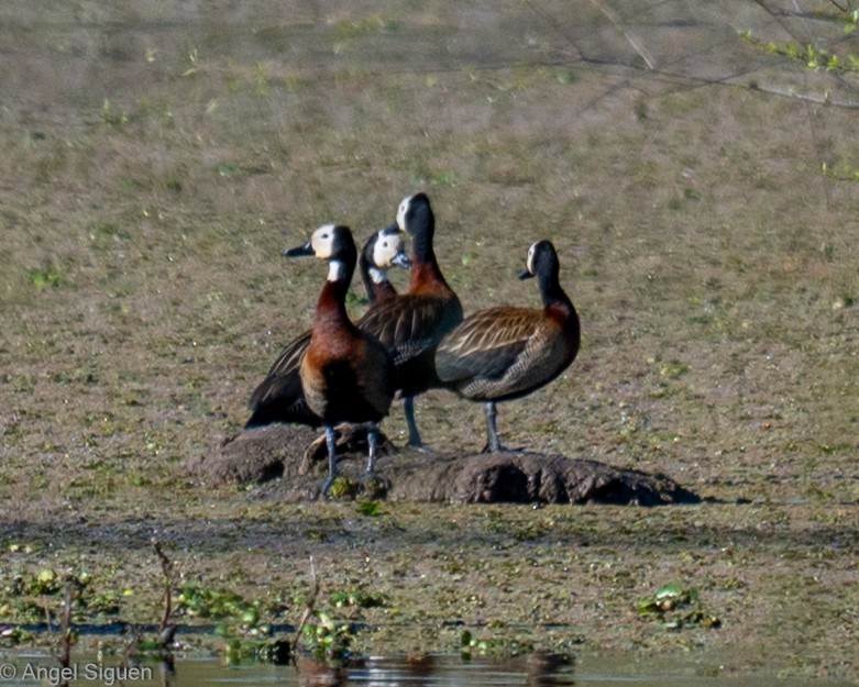 Dendrocygne veuf - ML641528832