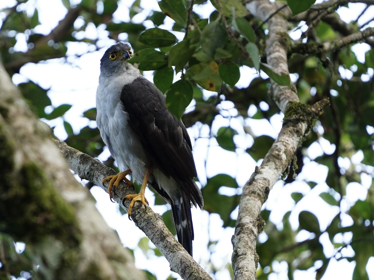 Bicolored Hawk - ML641528864