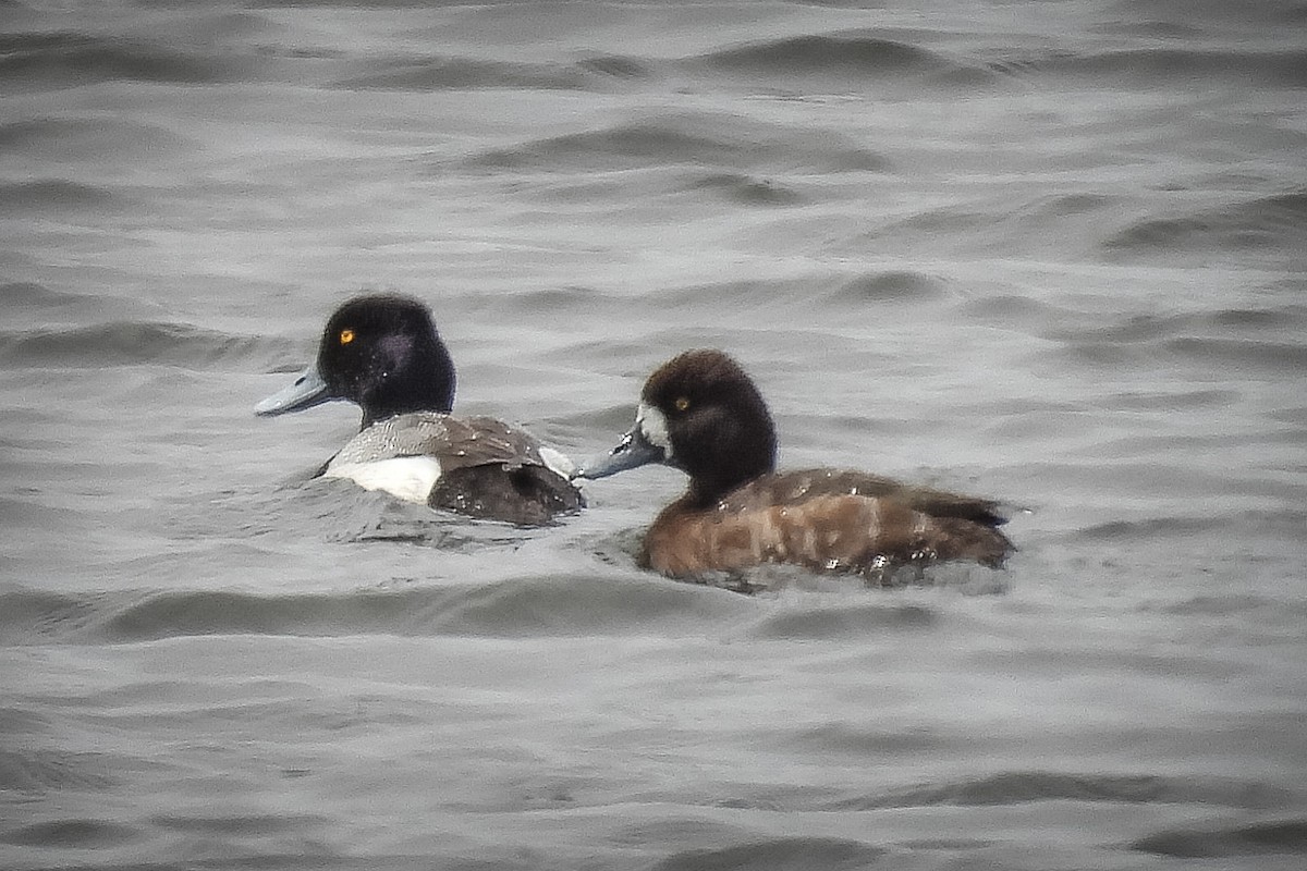Lesser Scaup - ML641528873
