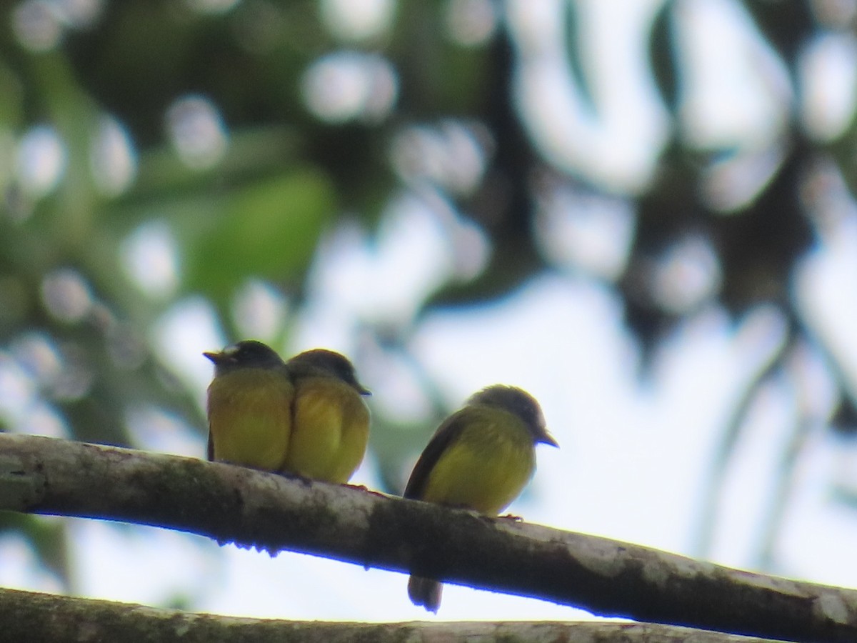 Ornate Flycatcher - ML641528883