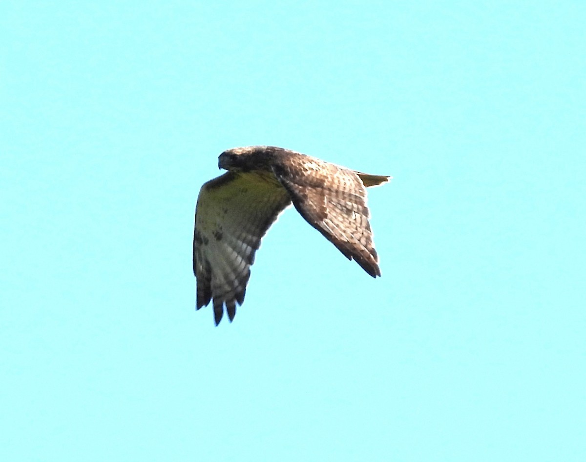 Red-tailed Hawk - ML641528889