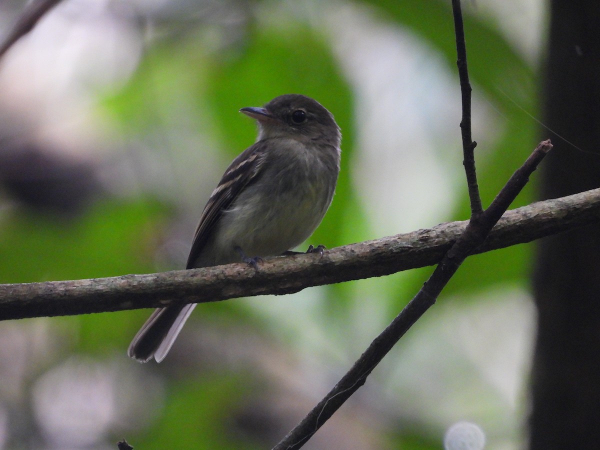 Euler's Flycatcher - ML641528898