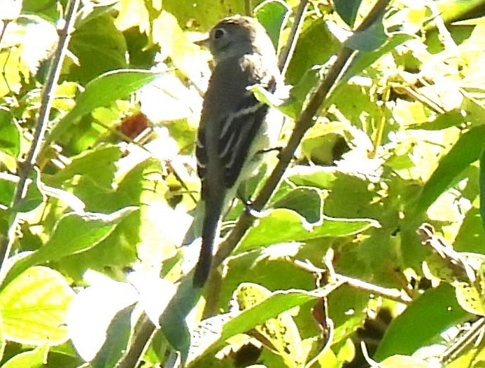 Least Flycatcher - ML641528900