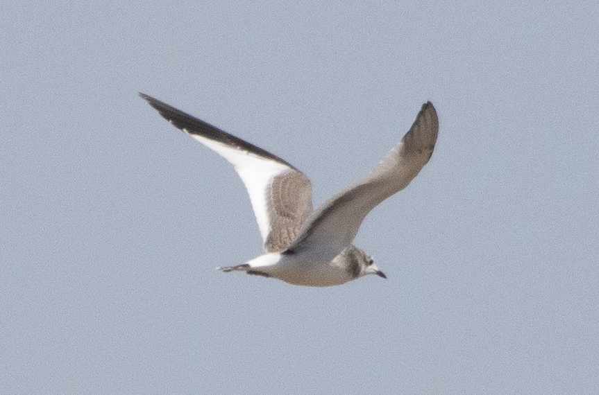Sabine's Gull - ML641528912