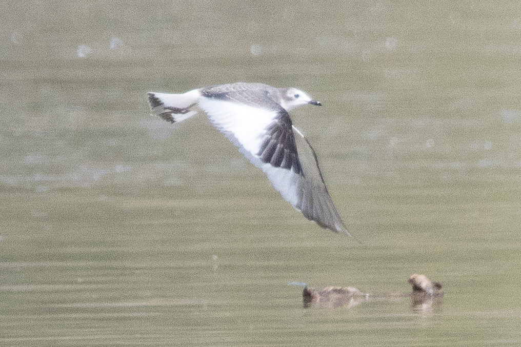 Sabine's Gull - ML641528913