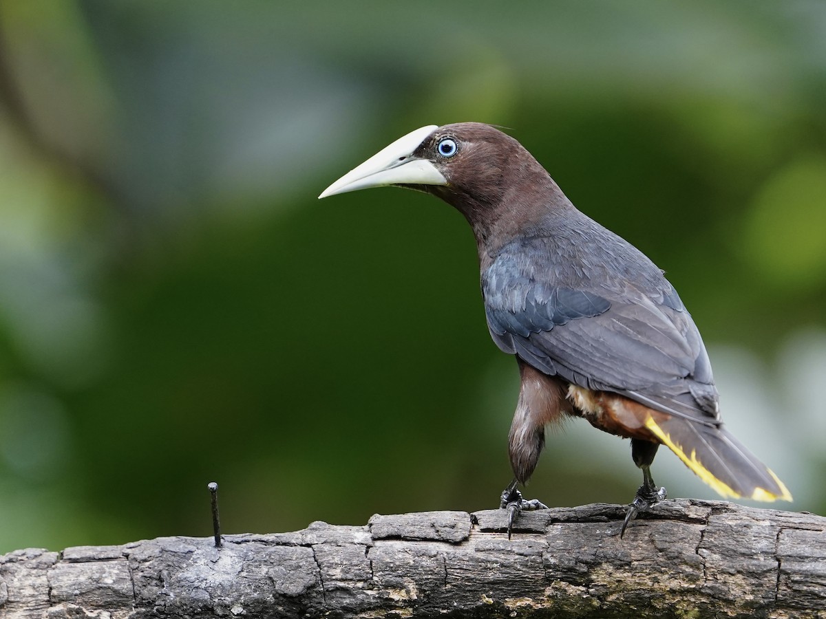 Chestnut-headed Oropendola - ML641528920