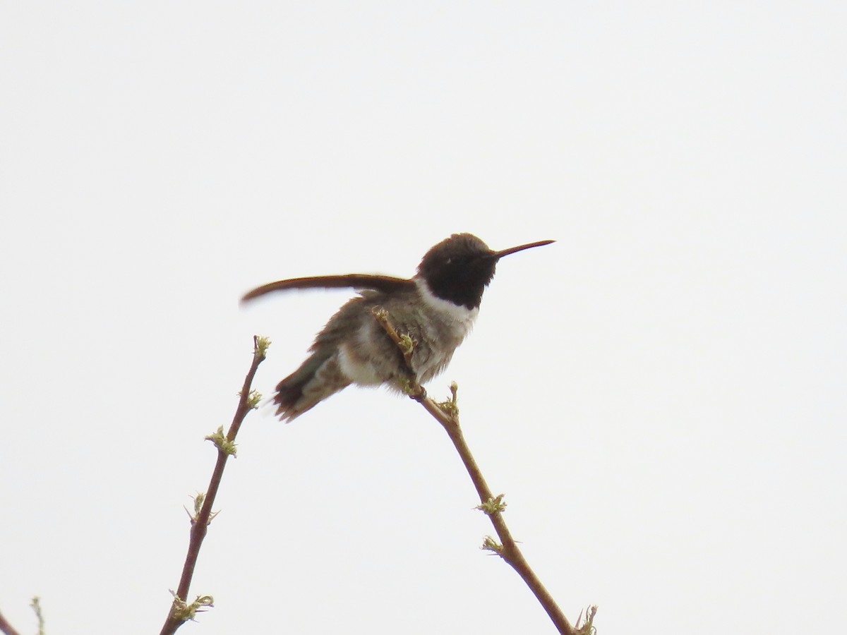 Black-chinned Hummingbird - ML641528930