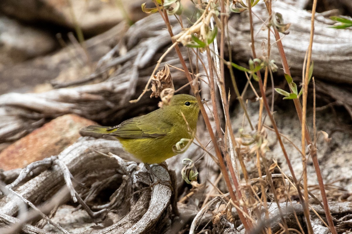 Orange-crowned Warbler - ML641528951