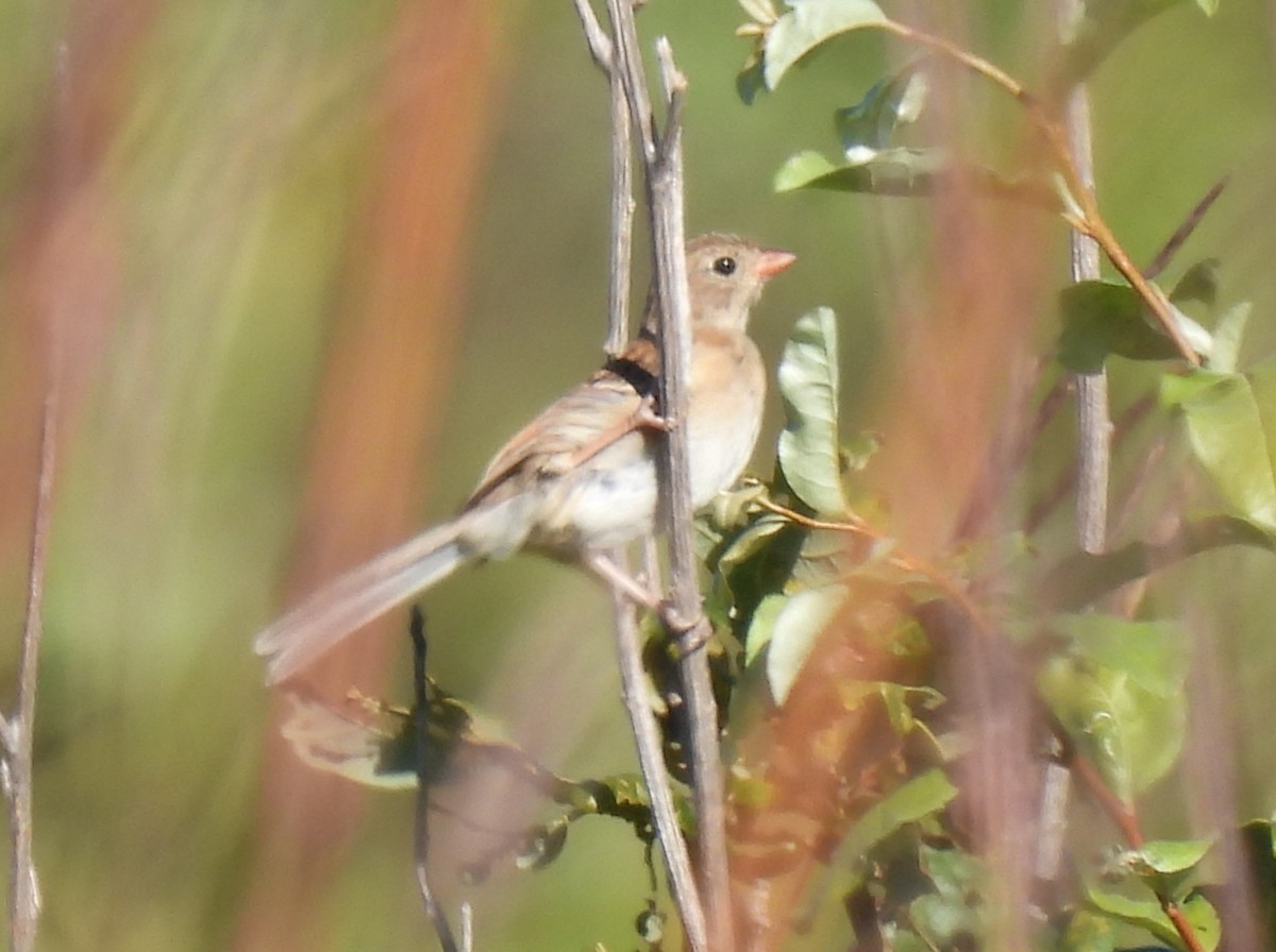 Field Sparrow - ML641528975