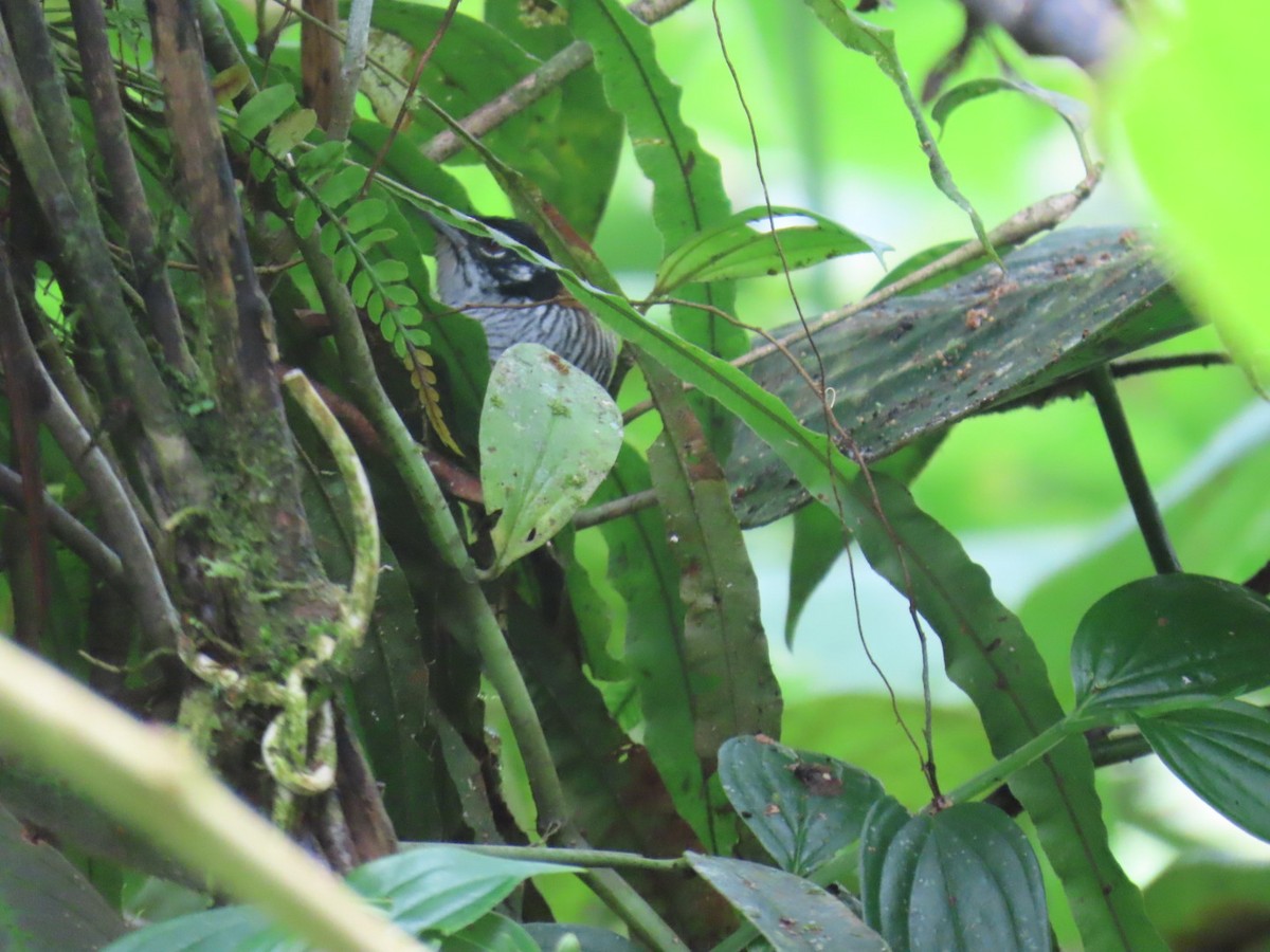 Bay Wren - ML641528998