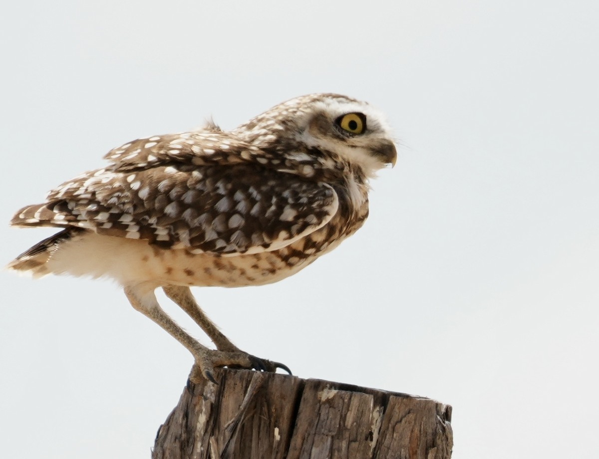 Burrowing Owl (grallaria) - ML641529000