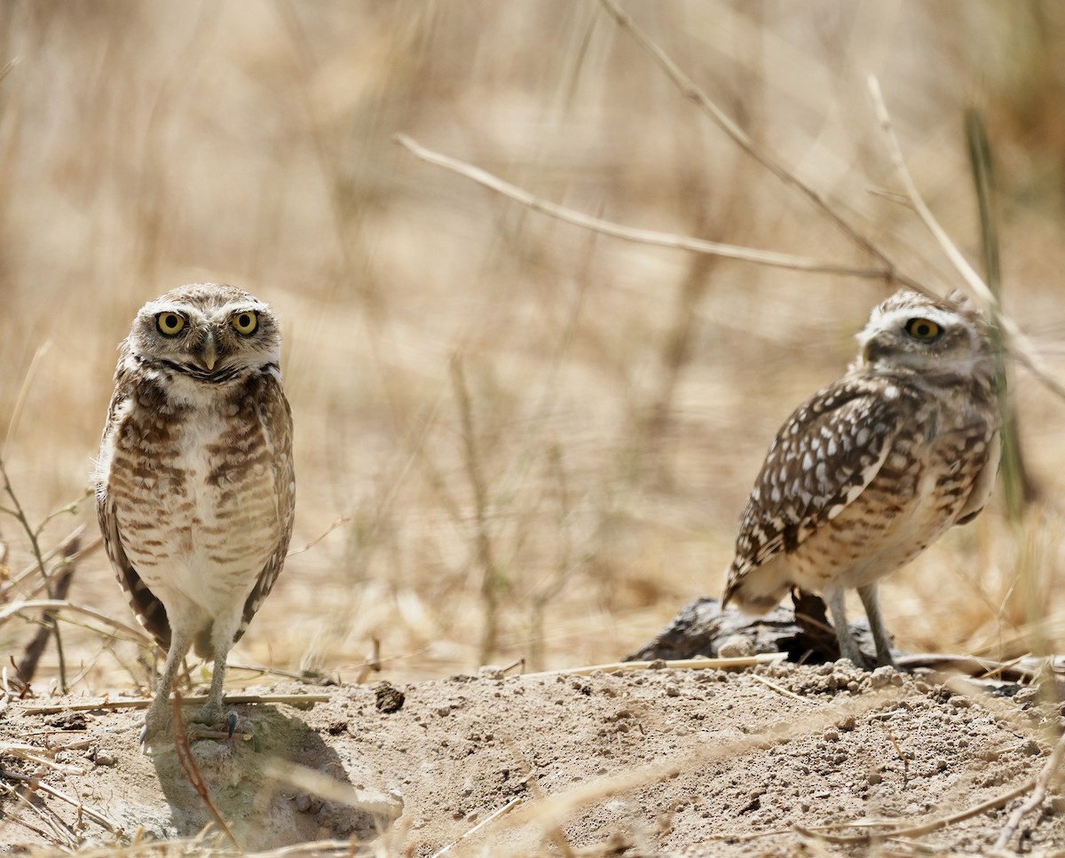 Burrowing Owl (grallaria) - ML641529003