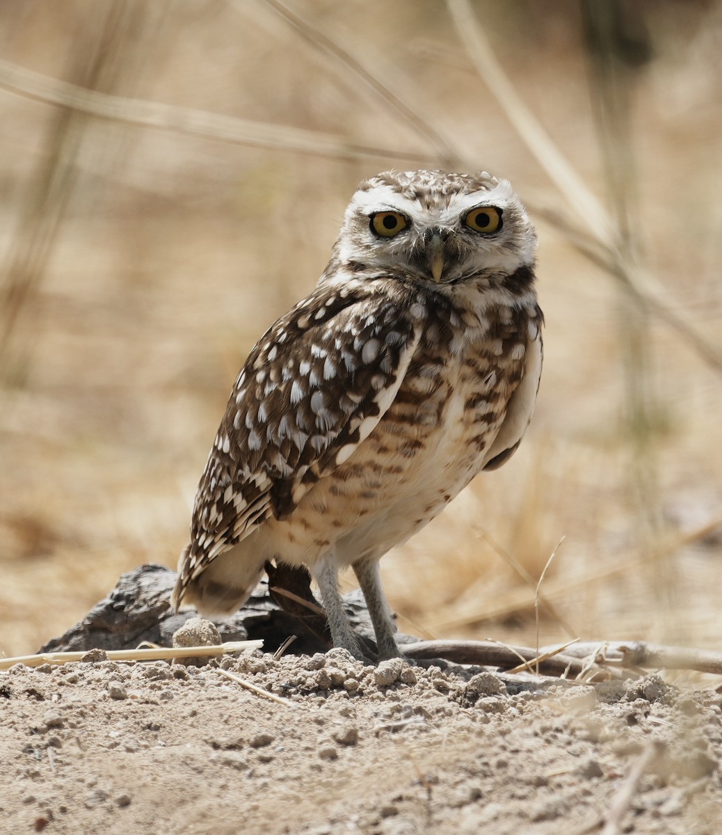 Burrowing Owl (grallaria) - ML641529004