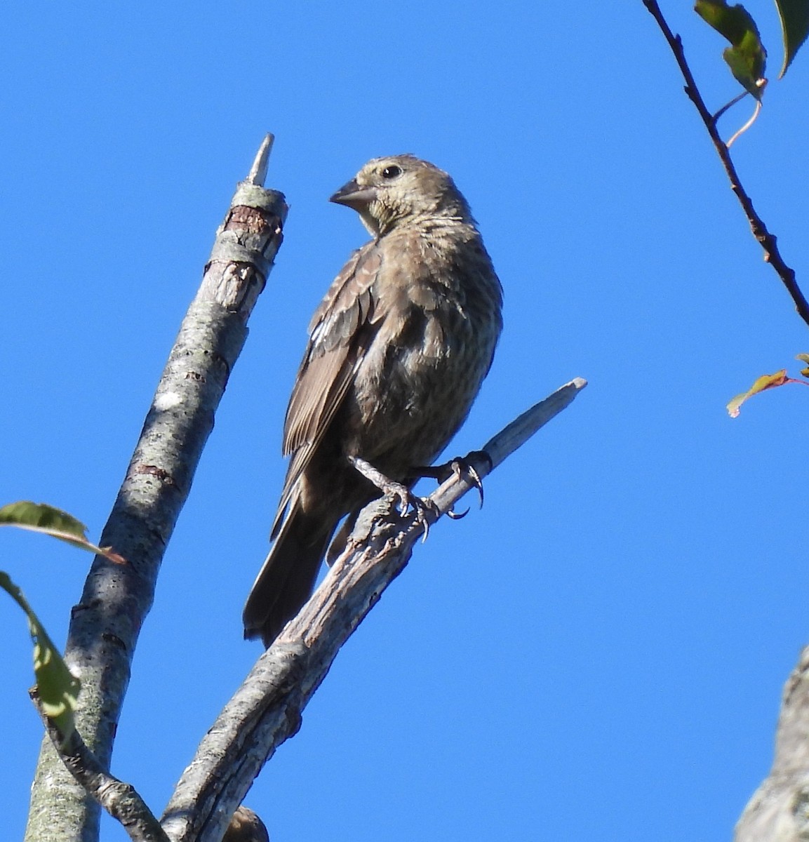 Brown-headed Cowbird - ML641529016