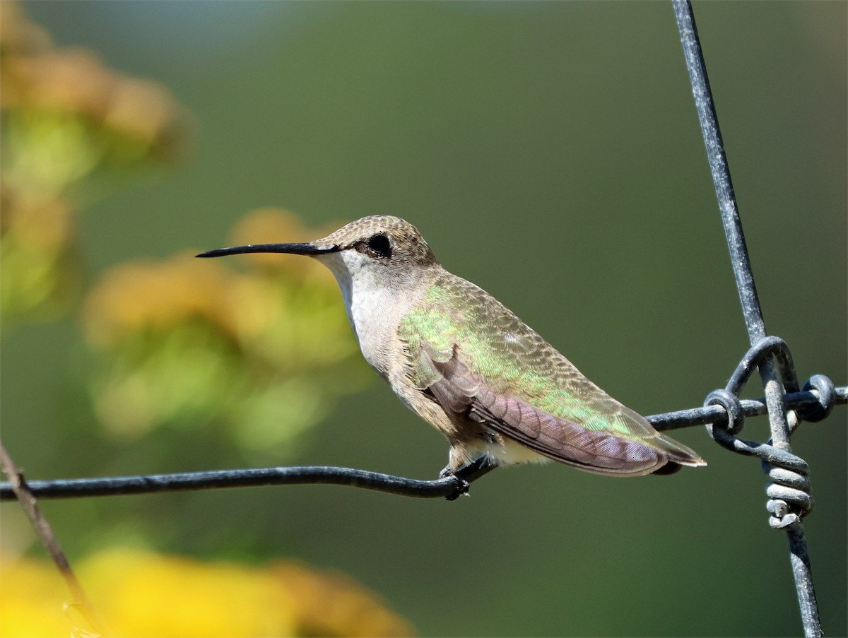Black-chinned Hummingbird - ML641529100
