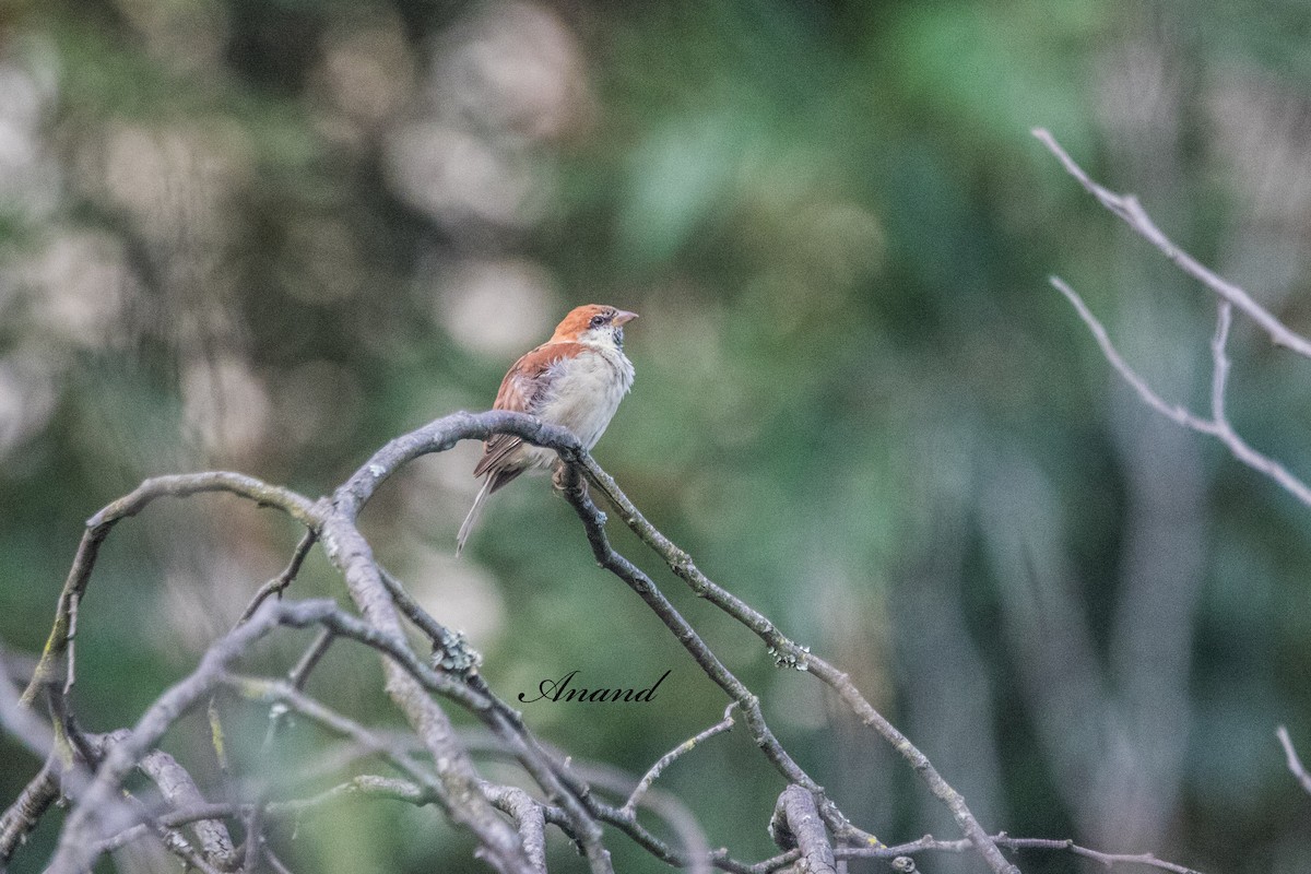 Russet Sparrow - ML641529117