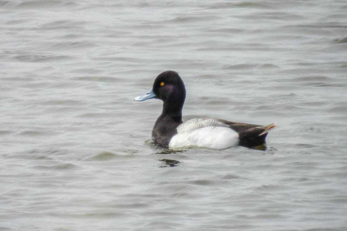 Lesser Scaup - ML641529123