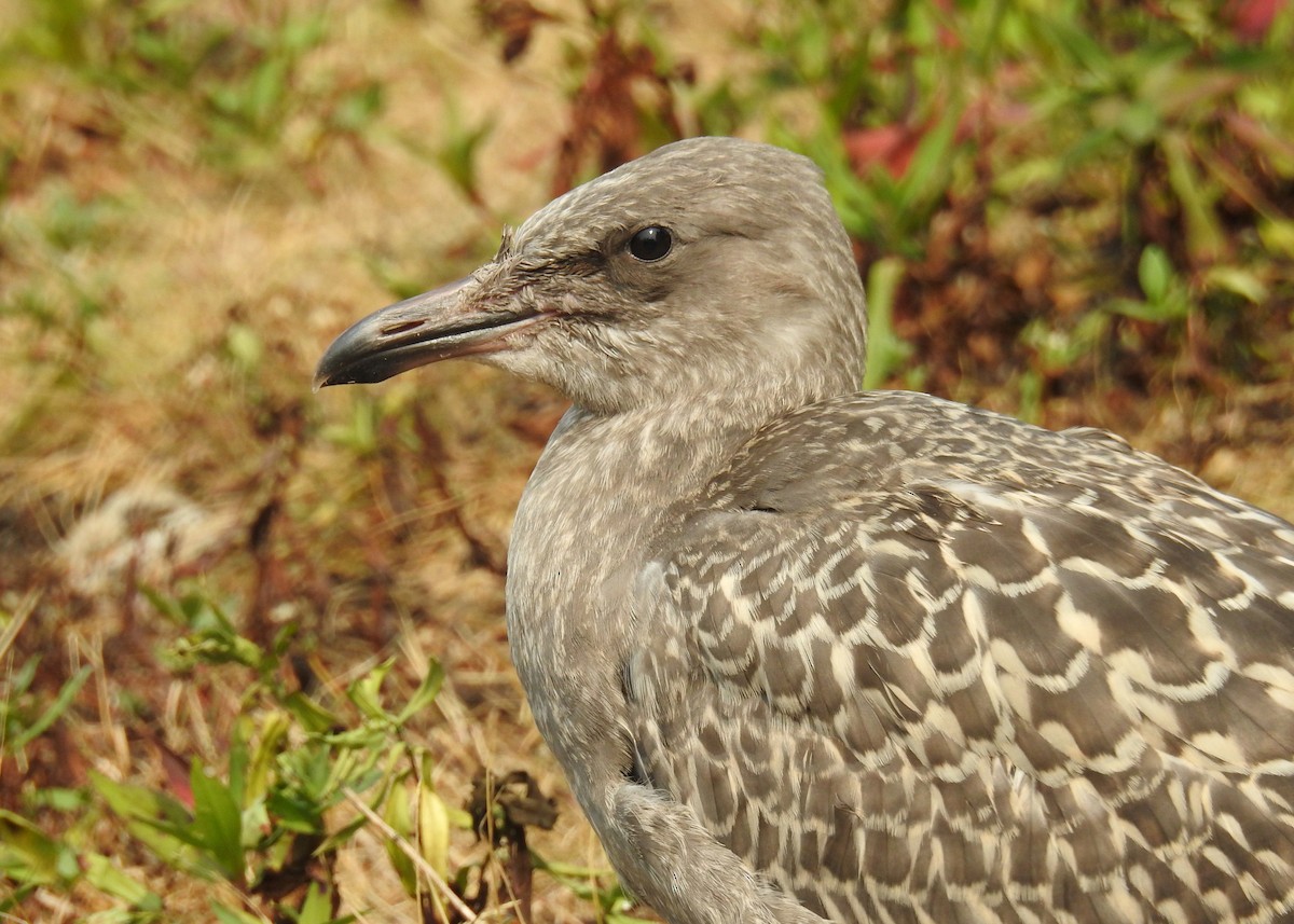 American Herring Gull - ML641529133