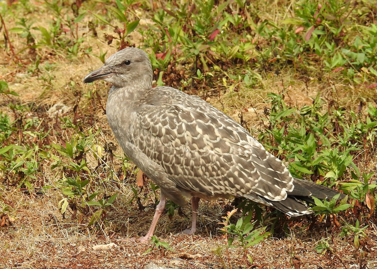 American Herring Gull - ML641529135