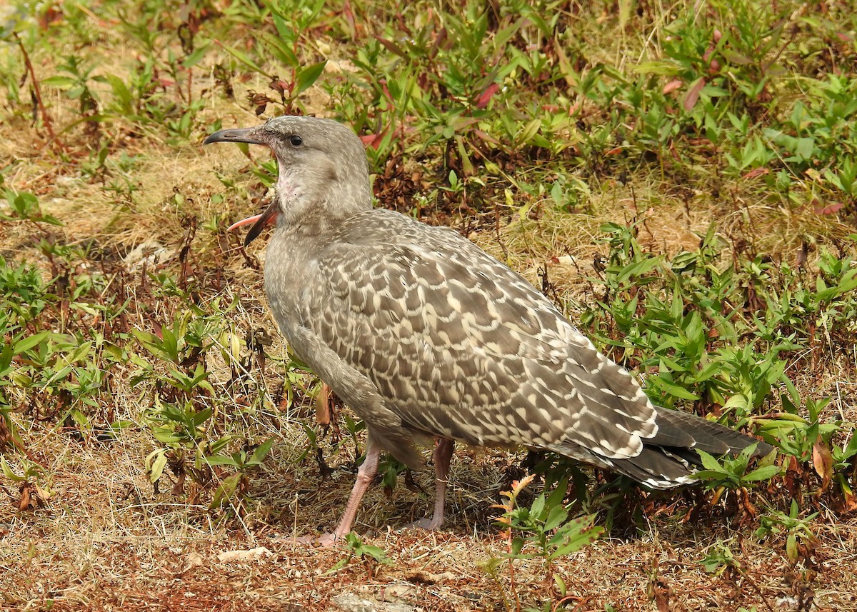 American Herring Gull - ML641529136